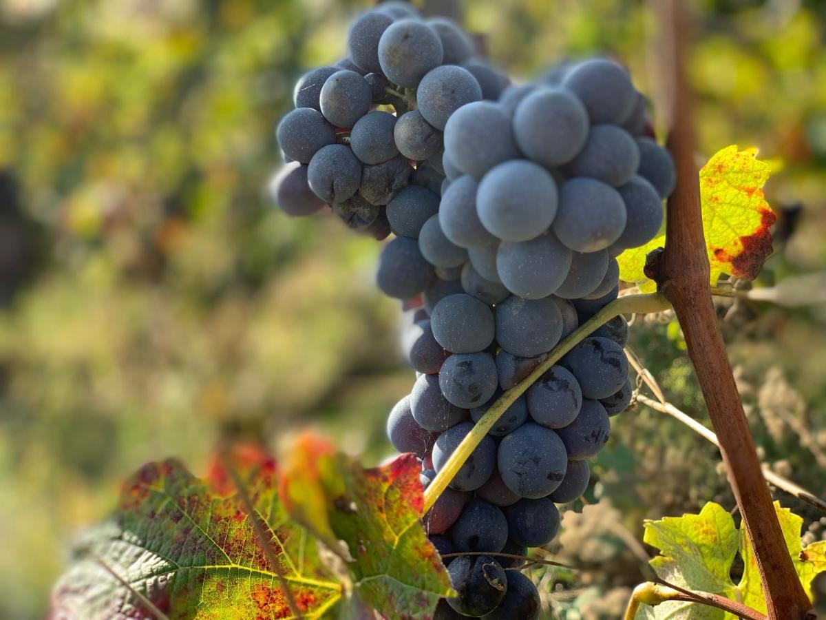 NaturalMente Wine Resort Agliano Terme Exterior foto